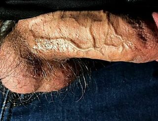 Thick Sinewy Beef whistle Schlong out of denim close up